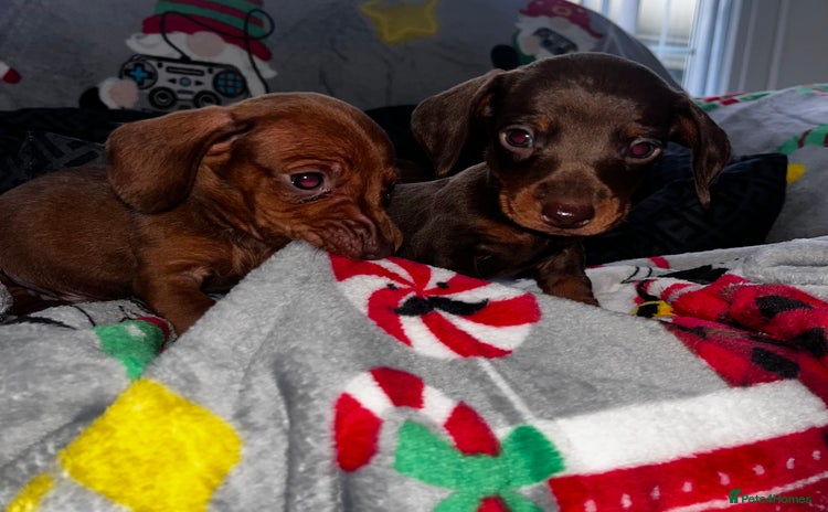 Miniature Dachshund dogs - Advert 12