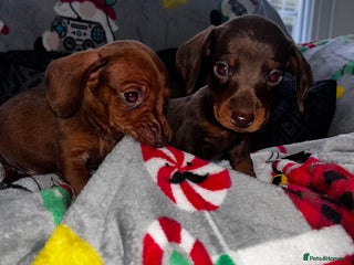 Miniature Dachshund dogs - Advert 19