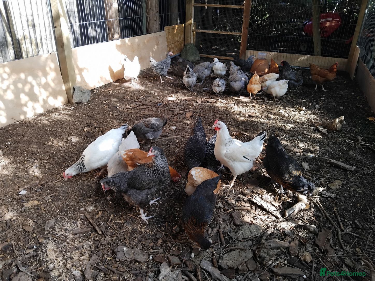 Chickens poultry Point of Lay Chickens for sale - Advert 1