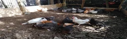 Chickens poultry for sale: Point of Lay Chickens for sale - Advert 1