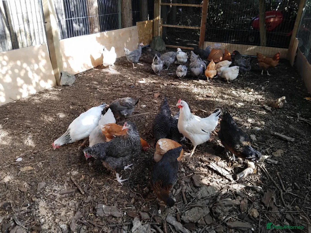 Chickens poultry for sale: Point of Lay Chickens for sale - Advert 1