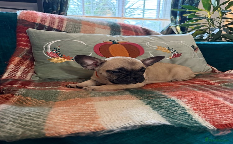 French Bulldog dogs - Advert 1