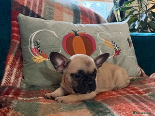 French Bulldog dogs - Advert 9