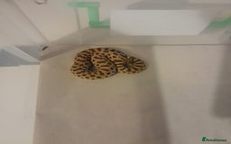 Snake reptiles for sale: Hognose snake  in Milton Keynes - Image 1