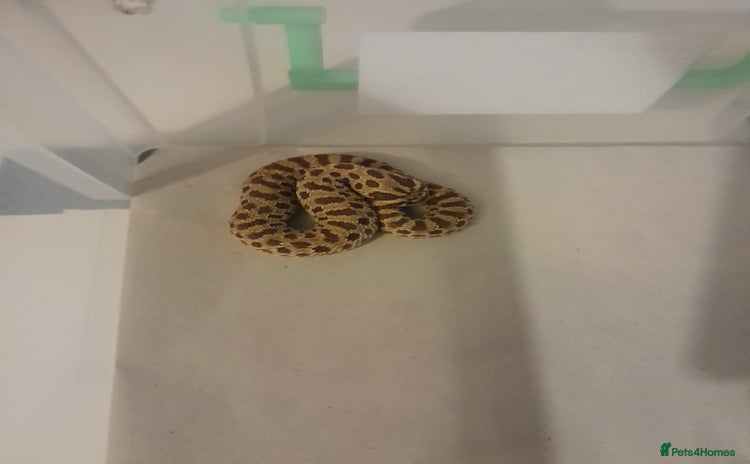 Snake reptiles in Milton Keynes - Advert 2