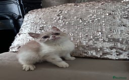 Persian cats for sale: Persian Kittens for sale - Image 7