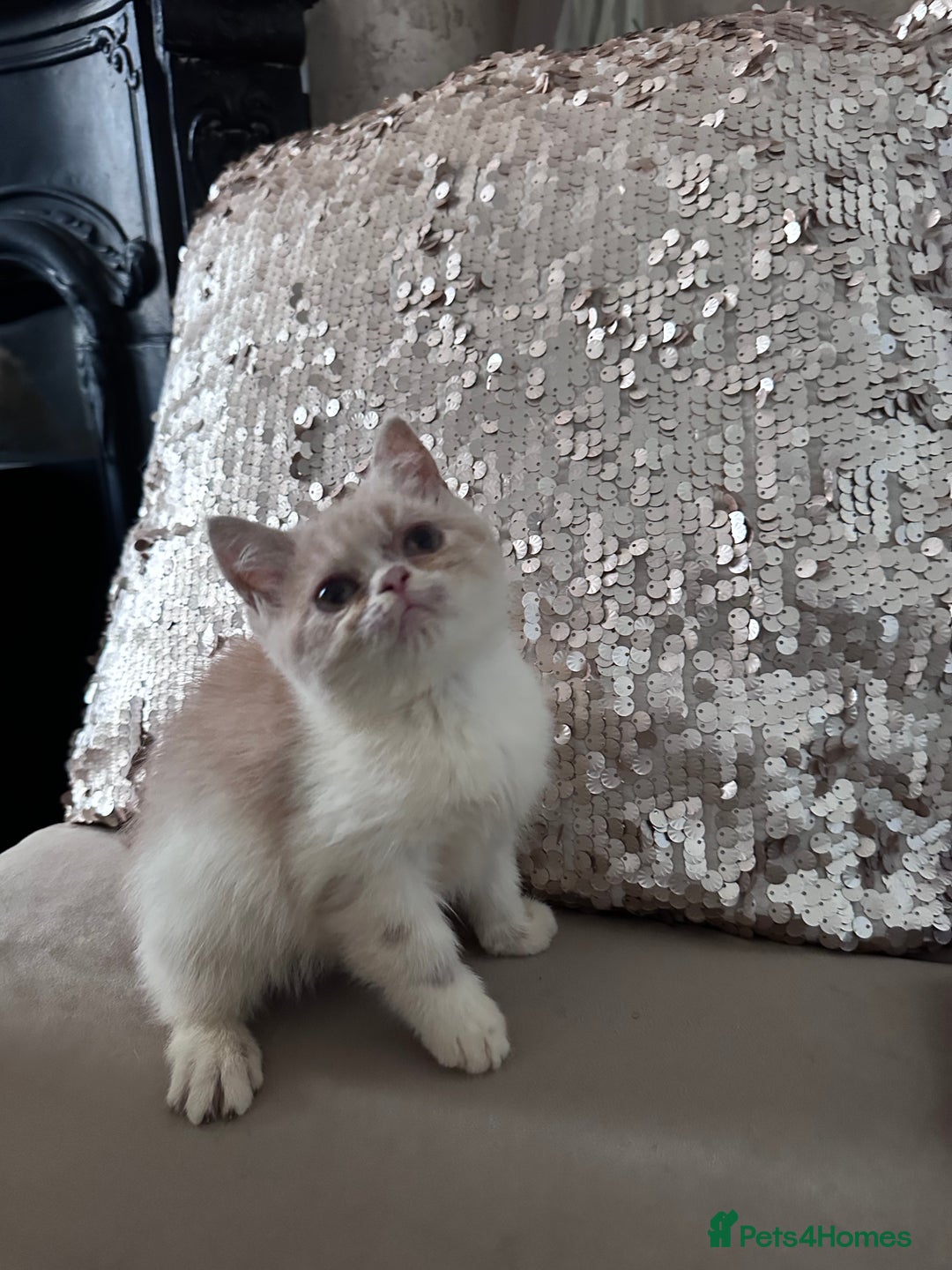 Persian cats for sale: Persian Kittens for sale - Image 7