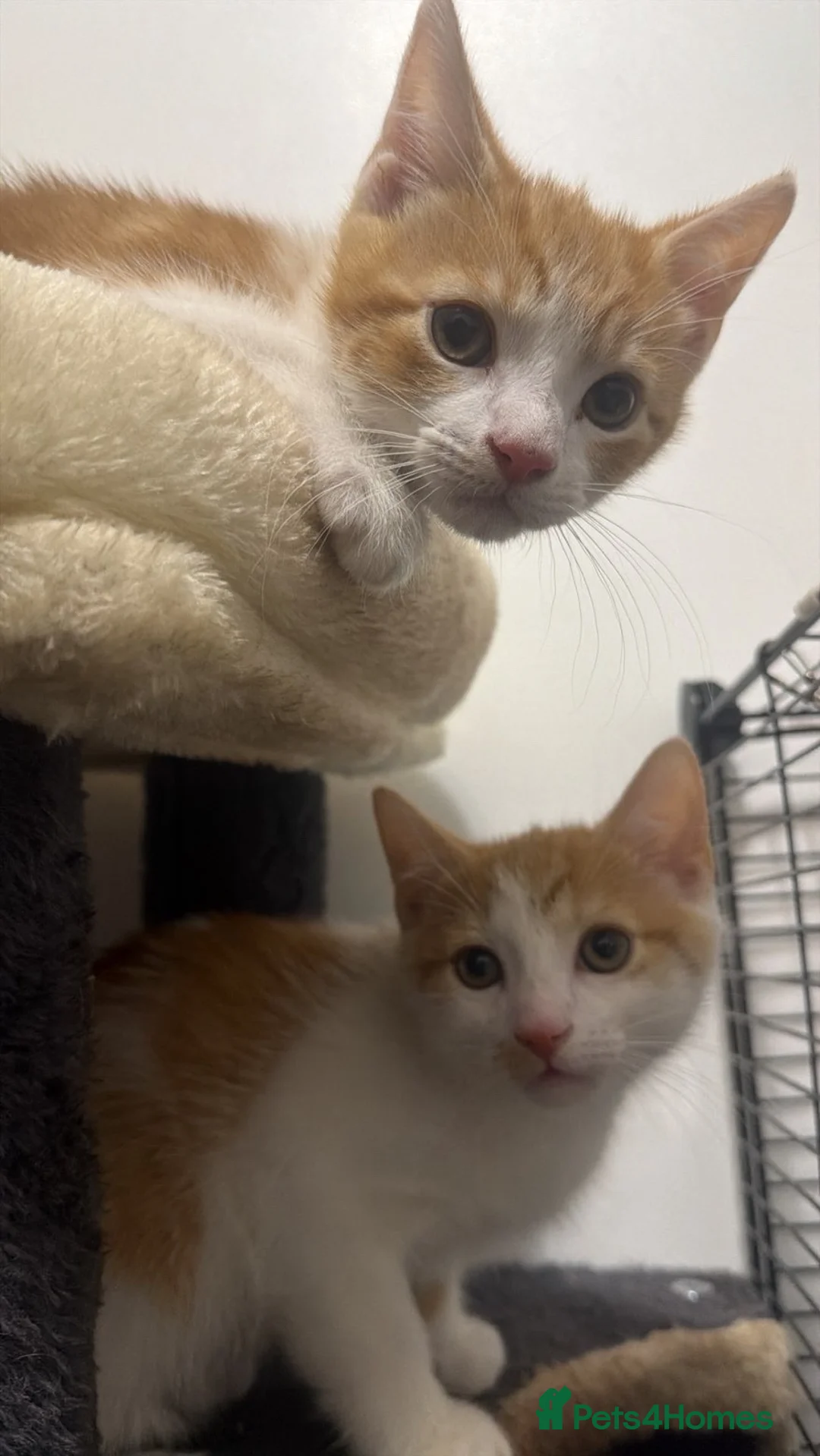 Mixed Breed cats for sale: X5 Ginger Kittens - Ready to leave! - Advert 10