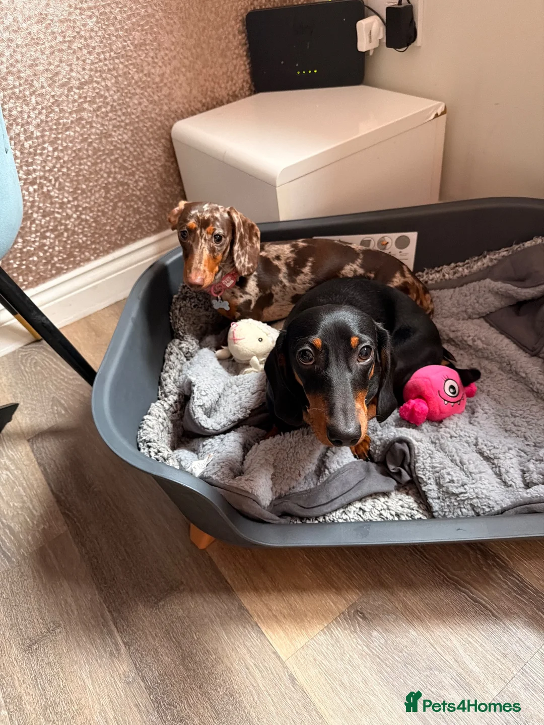 Miniature Dachshund dogs for sale: Miniature dachshund - Advert 2
