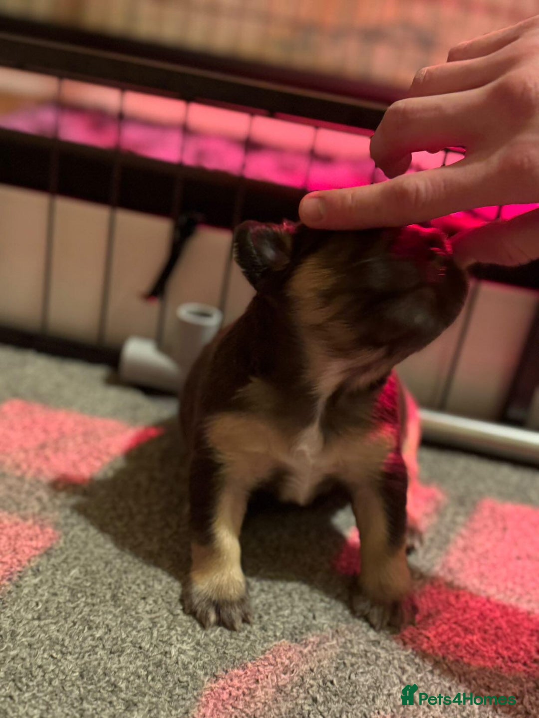 French Bulldog dogs for sale: HIGH QUALITY FLUFFY FRENCHIES  - Advert 4