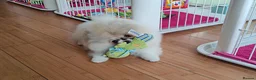 Pomeranian dogs for sale: White girl with coloured face  - Advert 3