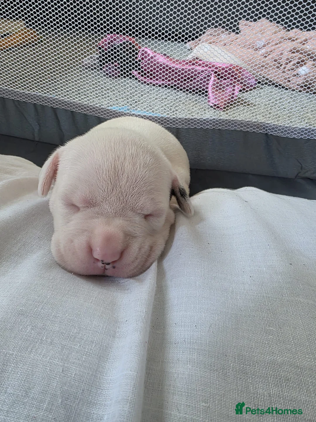 American Bulldog dogs for sale: American Bulldog Puppies in Bellshill - Advert 21