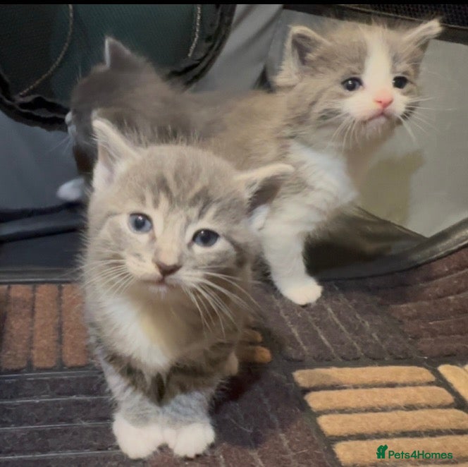 Ragdoll cats Ragdoll kittens  - Advert 2
