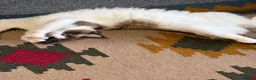 Ragdoll cats for sale: Ragdoll - Advert 6