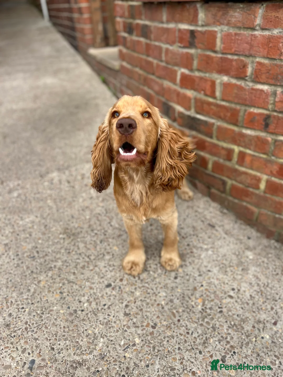 Cocker Spaniel dogs for stud: Show Type Cocker Spaniel For Stud  in Barnsley - Advert 8