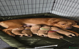 Labrador Retriever dogs for sale: Red Fox Labradors  - Advert 1