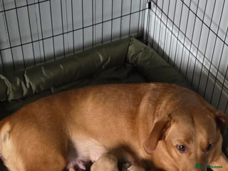 Labrador Retriever dogs for sale: Red Fox Labradors - Advert 1