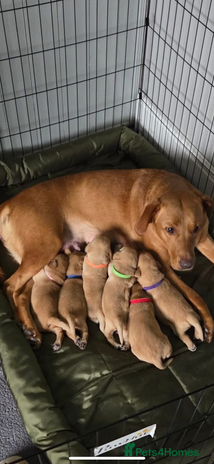 Labrador Retriever dogs Red Fox Labradors - Advert 3