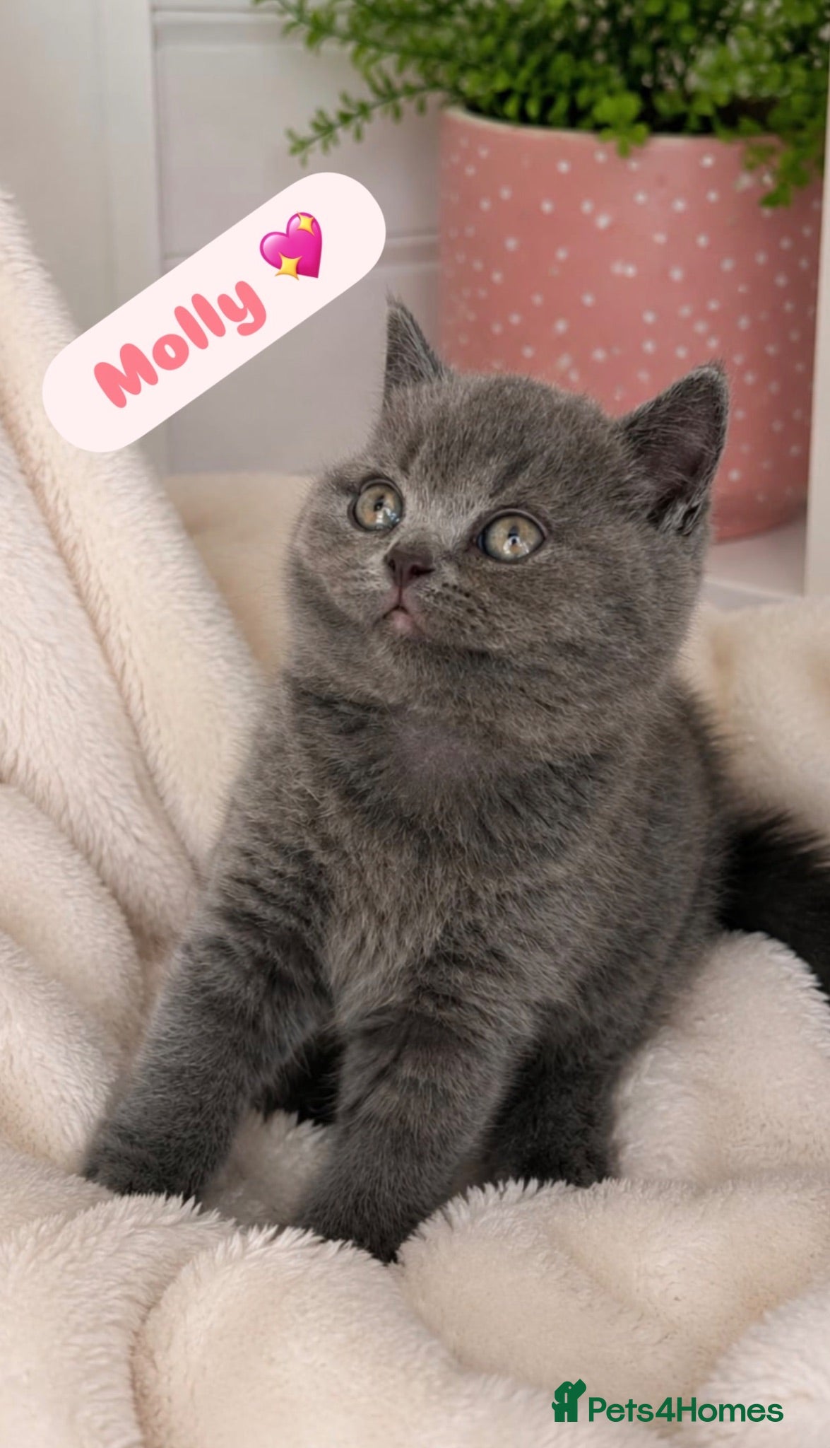British Shorthair cats TICA Registered British Shorthair Kitten for Sale  - Advert 17