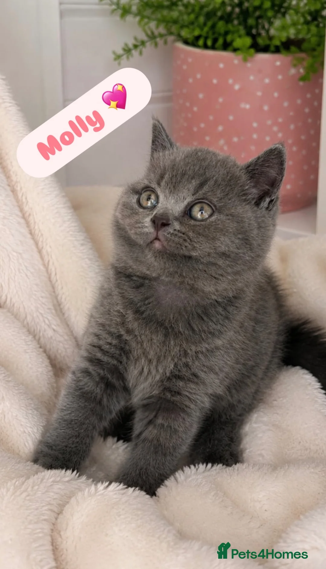 British Shorthair cats for sale: GCCF/TICA Registered British Shorthair Kittens - Advert 1