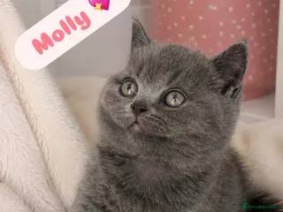 British Shorthair cats TICA Registered British Shorthair Kitten for Sale - Advert 17