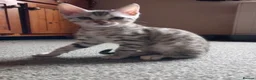 Bengal cats for sale: ✨Bengal Kittens Ready for Their Forever Homes✨ - Advert 15