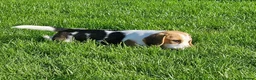 Beagle dogs for sale: 2Beautiful KC Registered Beagle Pups - Ready Now - Advert 8