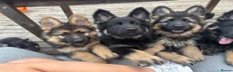 German Shepherd dogs for sale: German shepherd puppies  in Deeside - Advert 6
