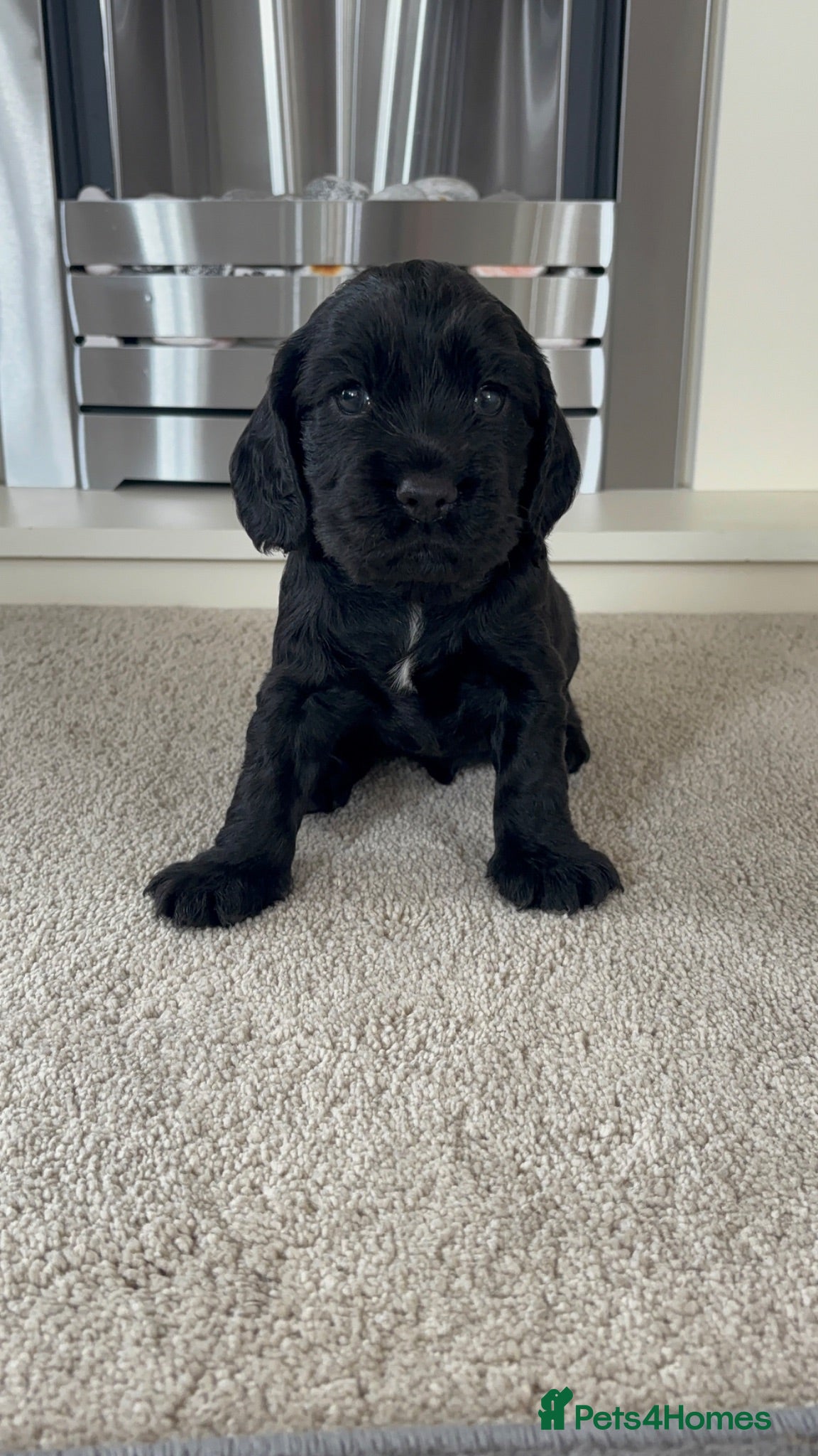 Cocker Spaniel dogs Beautiful Working Cocker Spaniels-Health Tested✅ - Advert 1