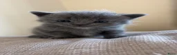British Shorthair cats for sale: 3 beautiful kittens for sale - Advert 2