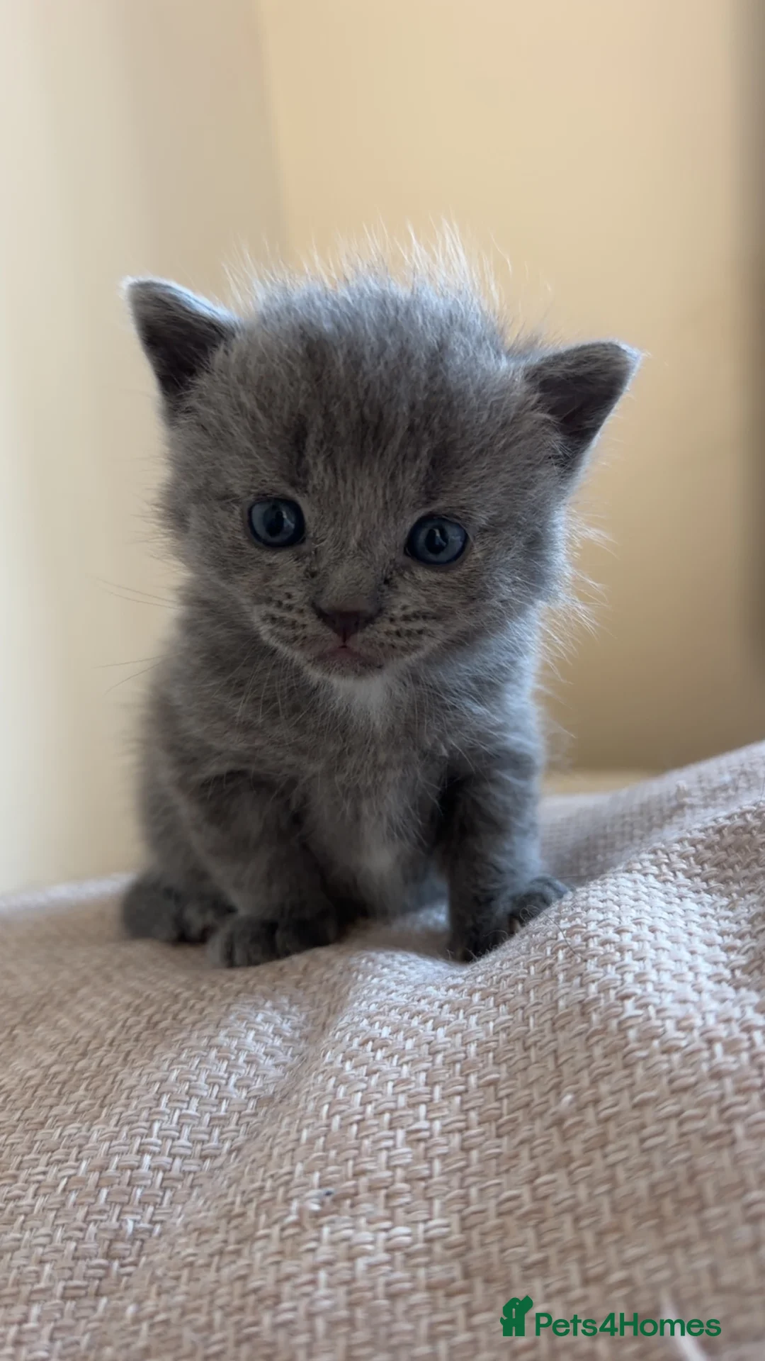 British Shorthair cats for sale: 3 beautiful kittens for sale - Advert 2