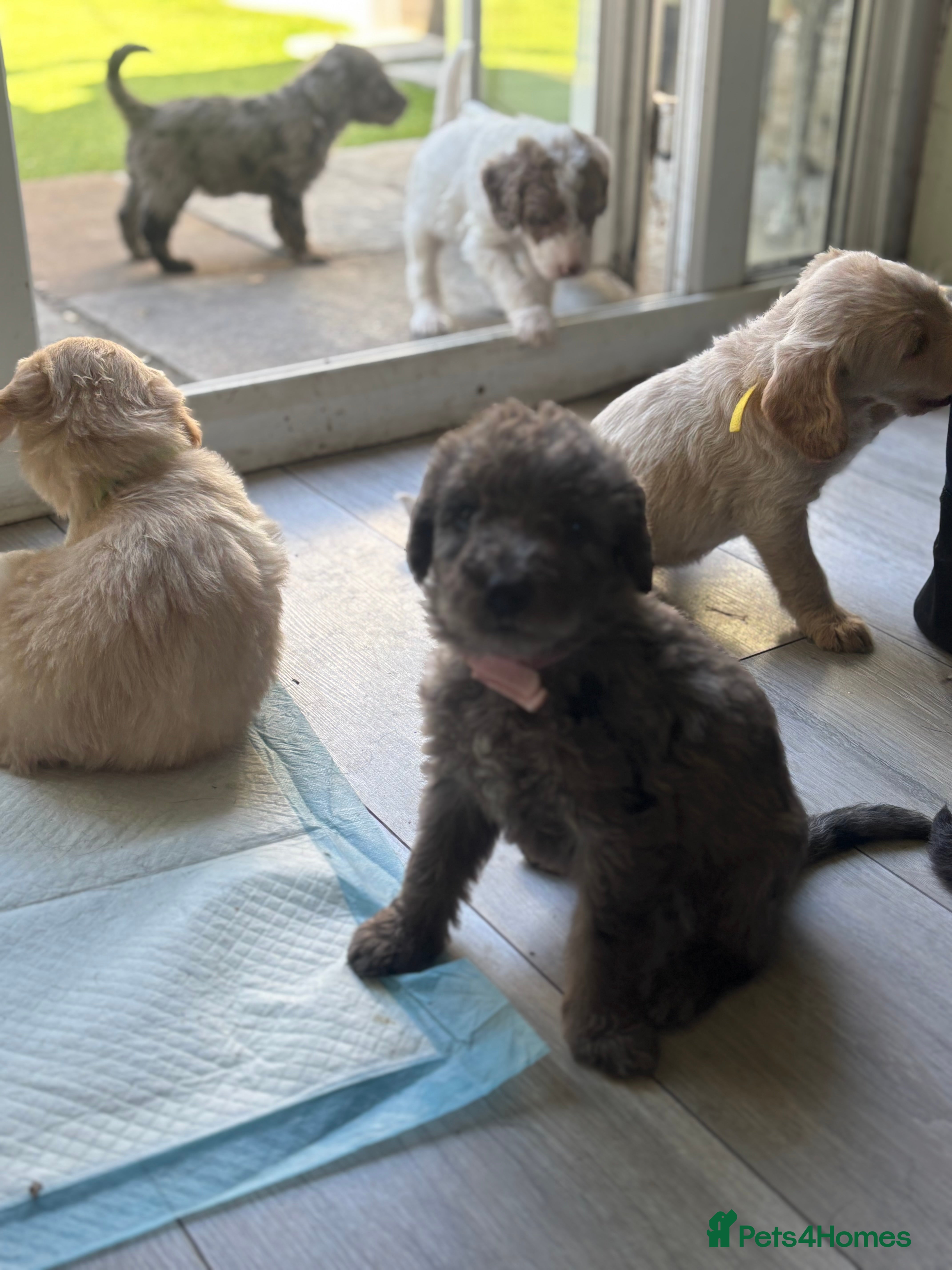Labradoodle dogs Miniature labradoodle puppies  - Advert 2