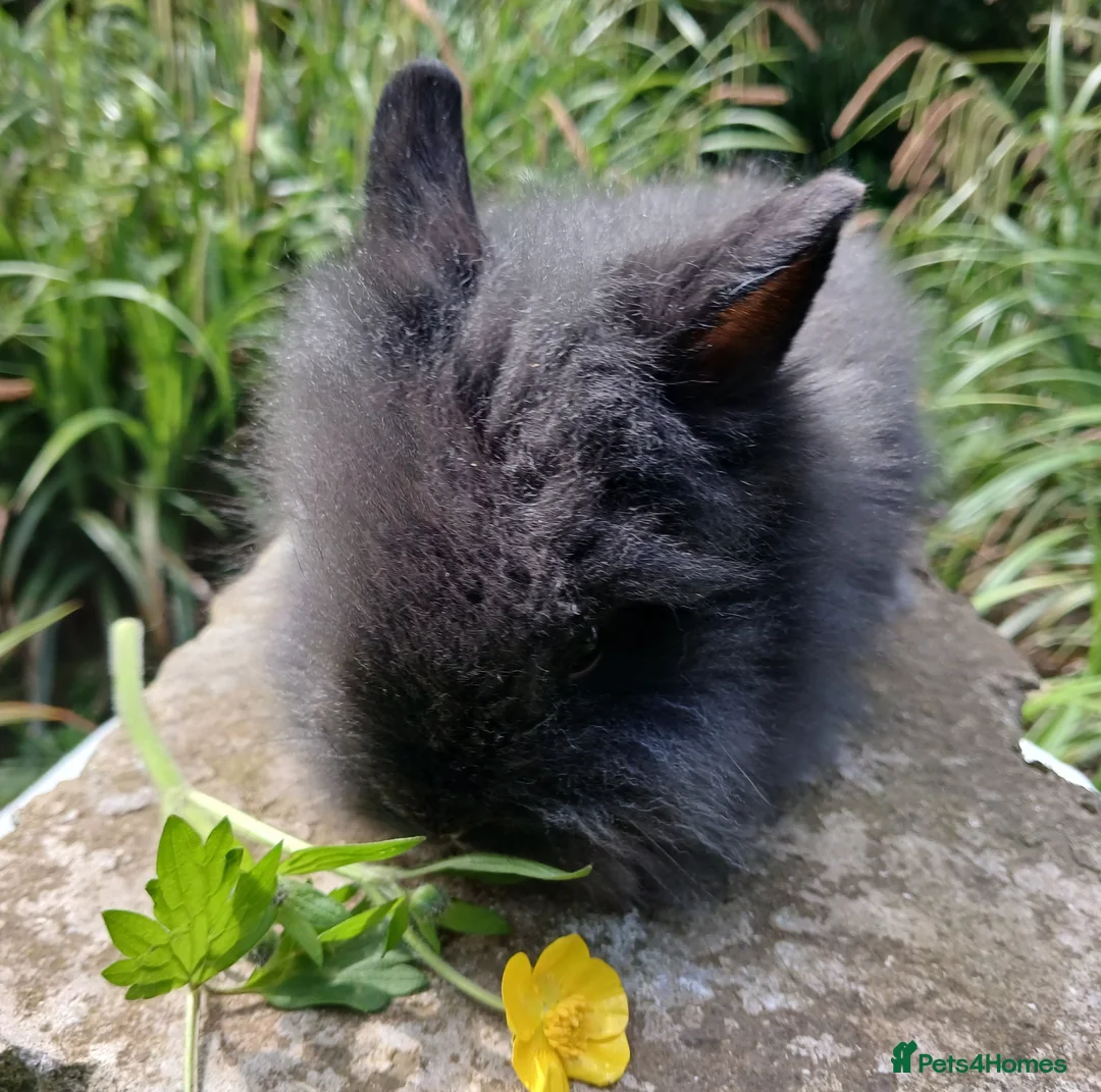 Lionhead rabbits for sale: Stunning DM lionhead baby rabbits - Advert 10