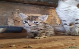 Savannah cats for sale: Savanna f5 kitten,female, - Image 5