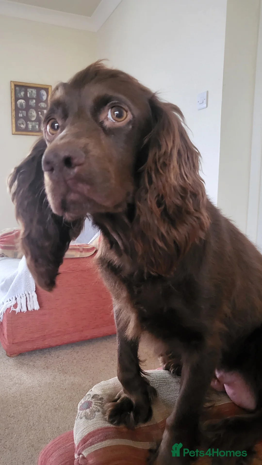 Cocker Spaniel dogs for sale: Lovely Litter of KC registered puppies for sale - Advert 6