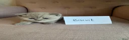 British Shorthair cats for sale: 3 beautiful Female BSH lilac and blues available  in Dartford - Advert 9