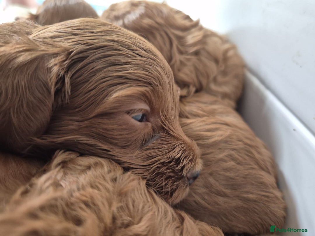 Cavapoo dogs for sale: 5 Star licenced breeder ** 2 girls available ** - Image 6