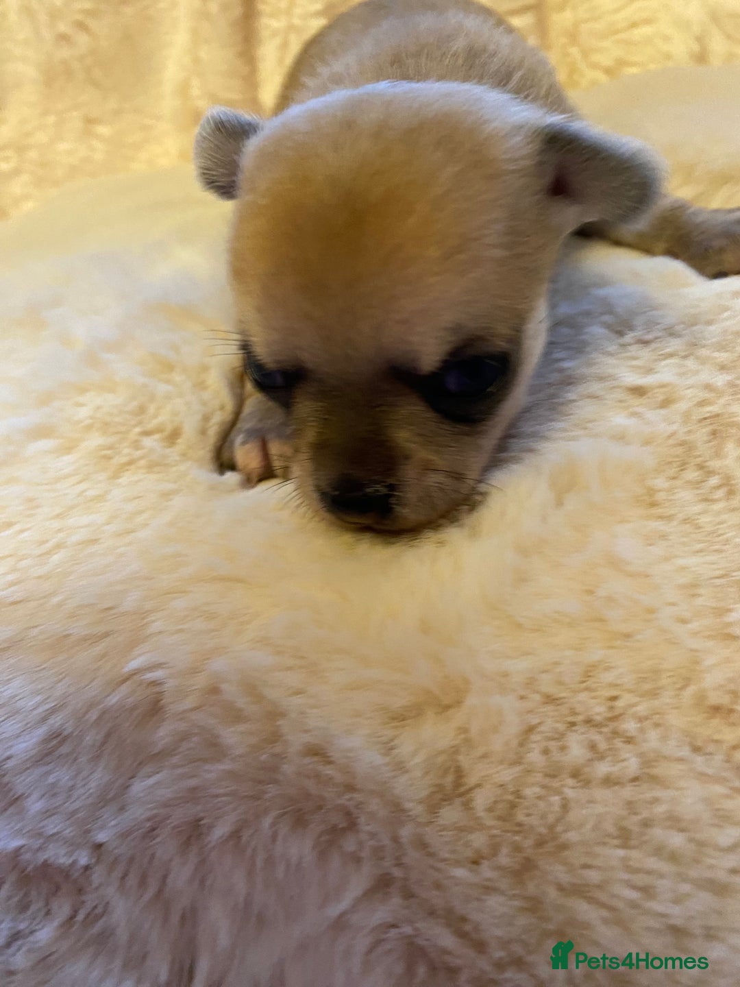 Chihuahua dogs for sale: Stunning Chihuahuas  - Advert 13