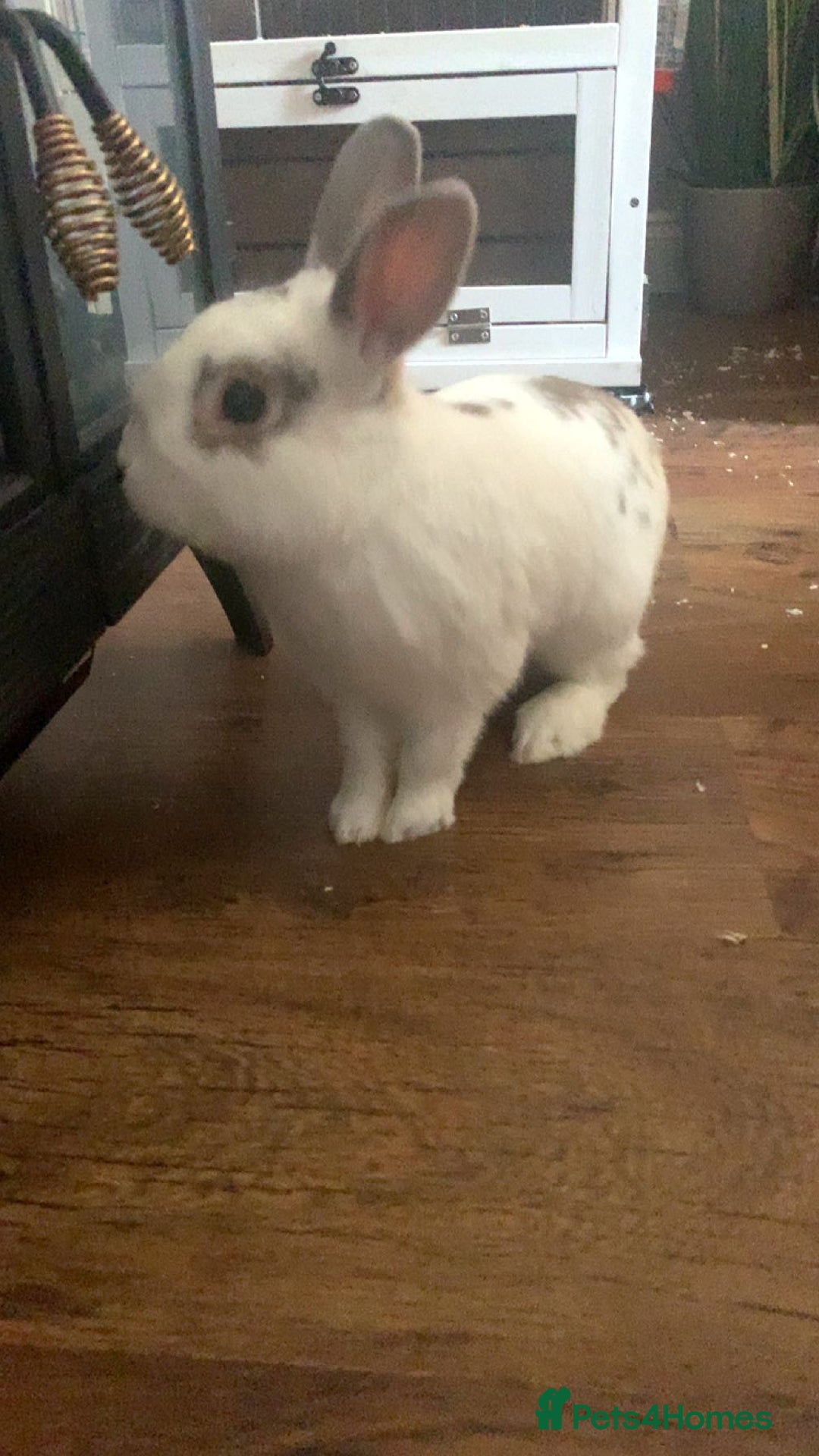 Netherland Dwarf rabbits for sale: Rabbit for sale (comes with his cage)  - Image 3