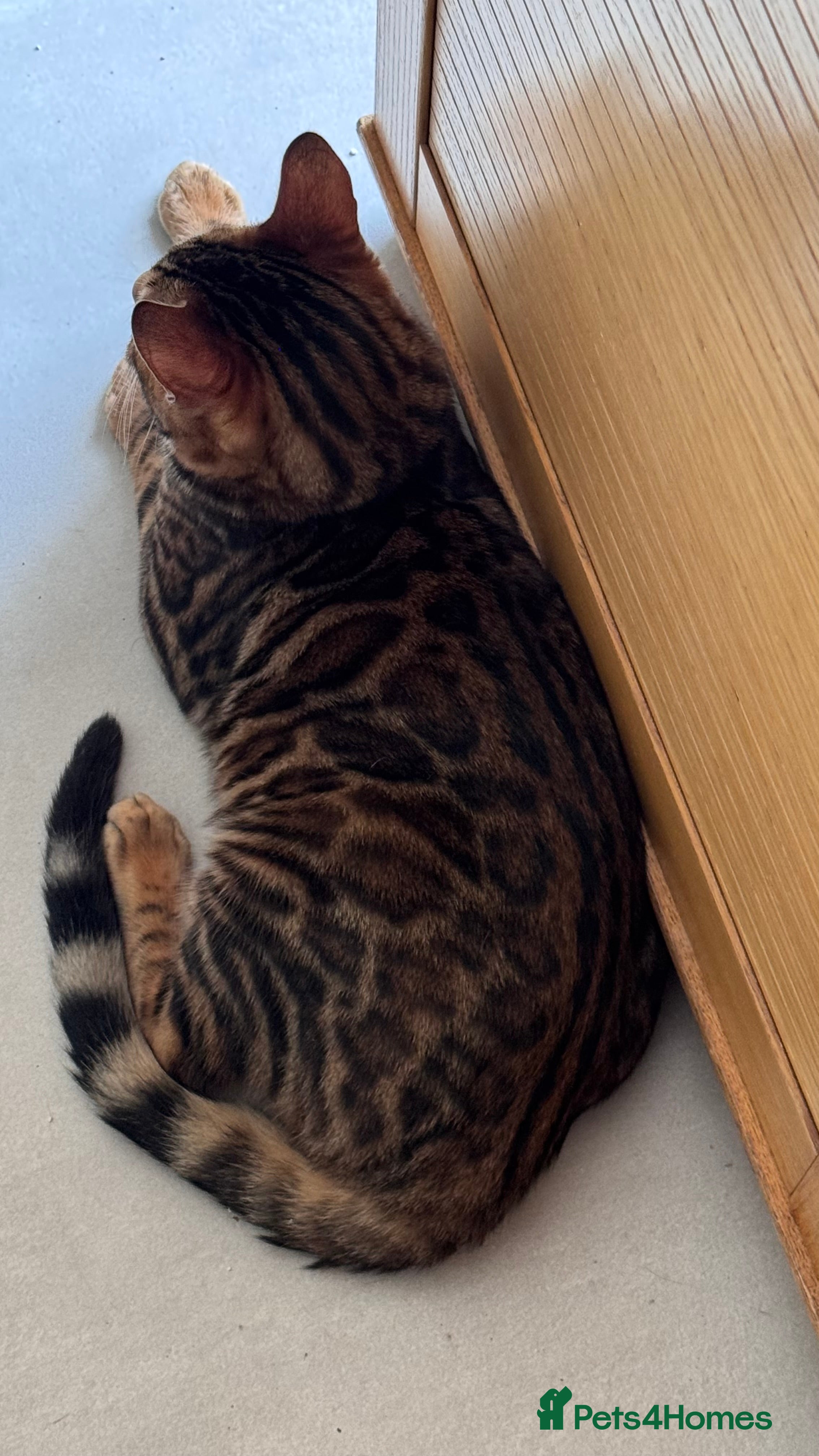 Bengal cats for sale: TICA Bengal cats adorable educated with kid NO UK  in London - Advert 25