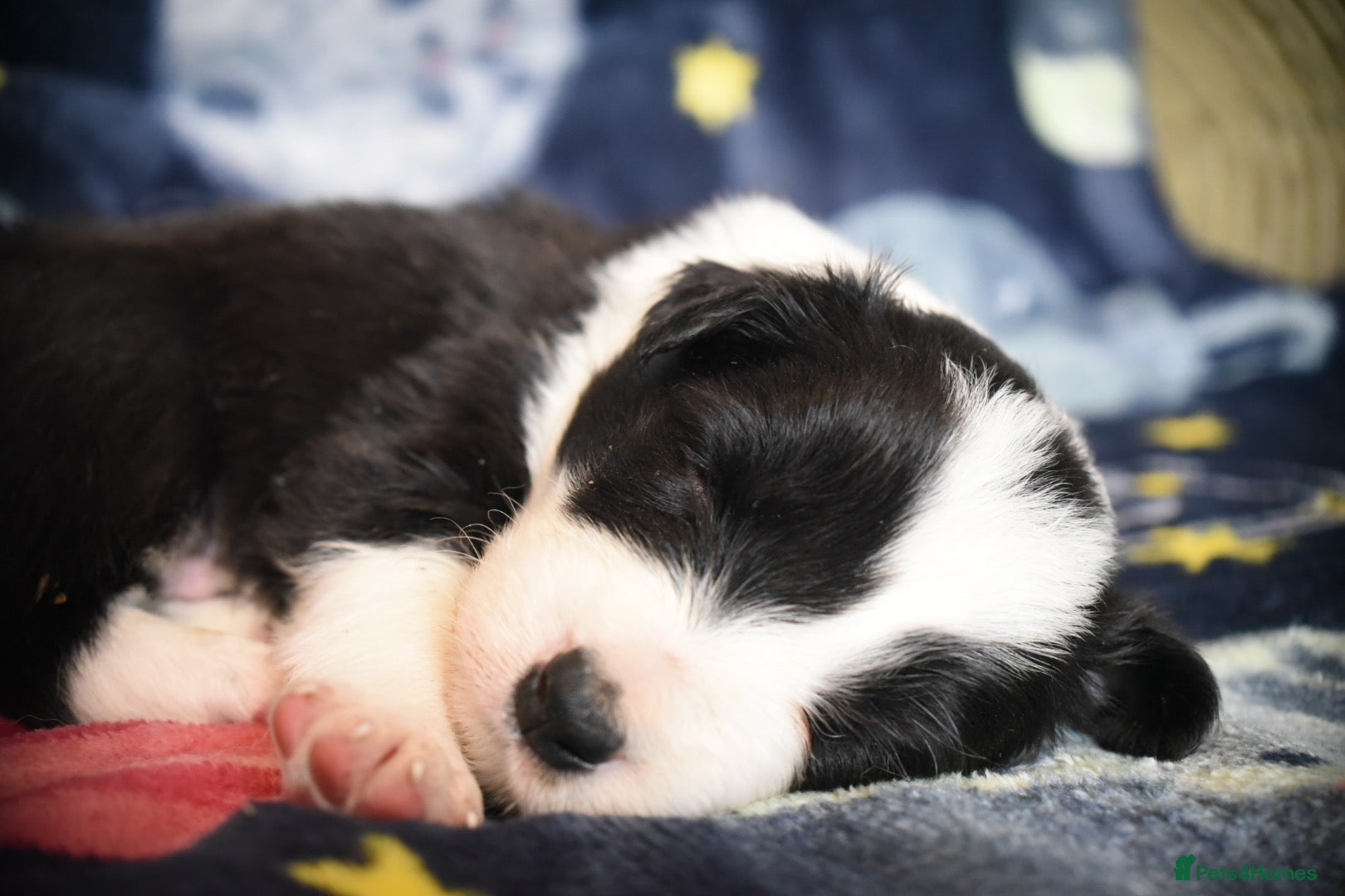 Border Collie dogs for sale: 1 health tested boy left - Advert 20