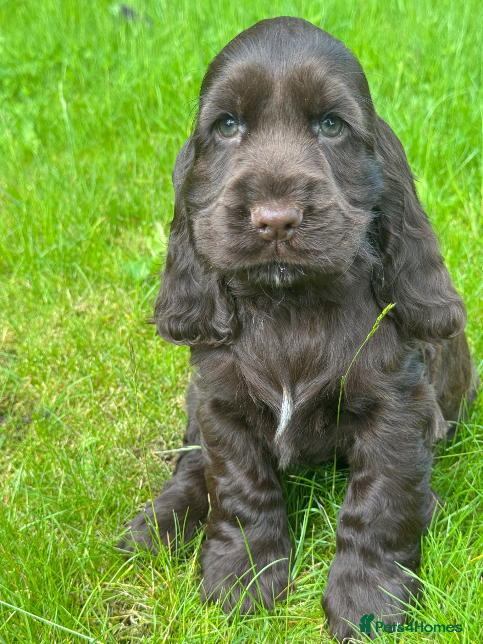Cocker Spaniel dogs BEAURIUFL KC REG HEALTH TESTER COCKER SPANIELS  - Advert 1