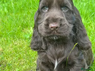 Cocker Spaniel dogs for sale: BEAURIUFL KC REG HEALTH TESTER COCKER SPANIELS - Advert 2