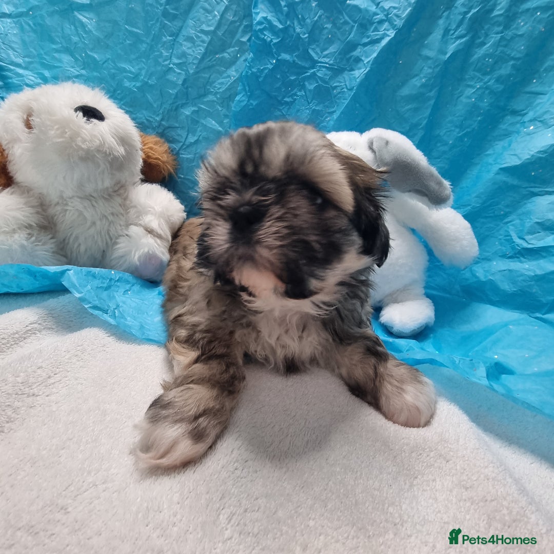 Shih Tzu dogs for sale: Kc stunning small imperial baby boy/girl - Image 15