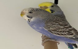 Budgerigars birds for sale: Beautiful baby budgies  - Image 3