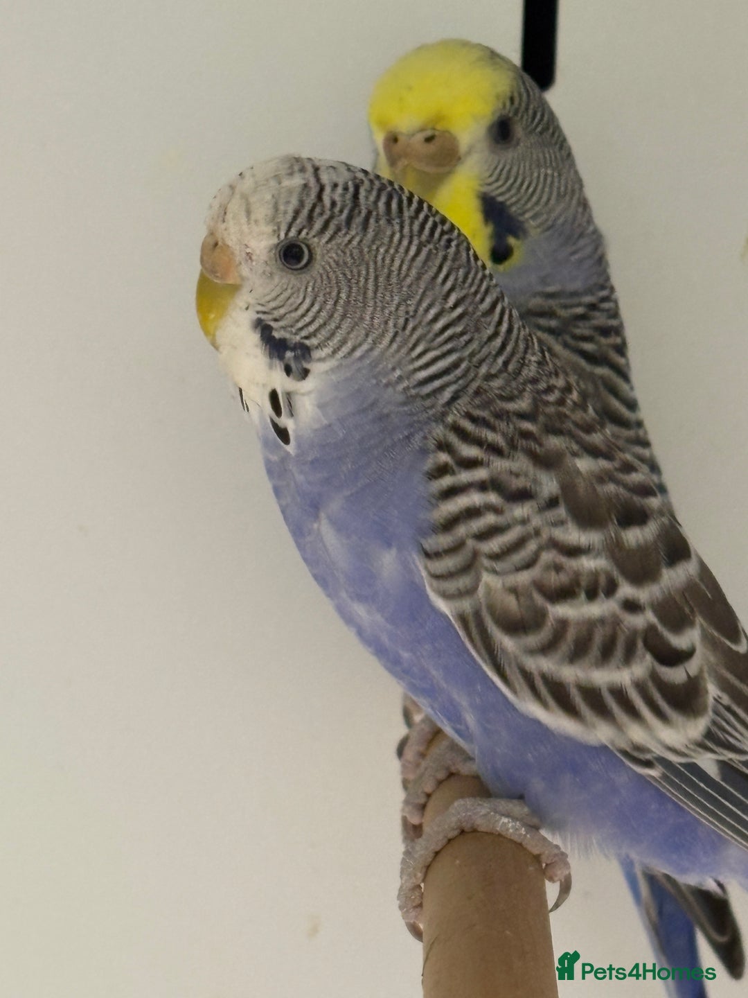 Budgerigars birds for sale: Beautiful baby budgies  - Image 3