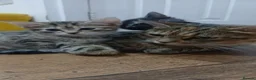 Mixed Breed cats for sale: 4 beautiful kittens ready to reserved  - Advert 32