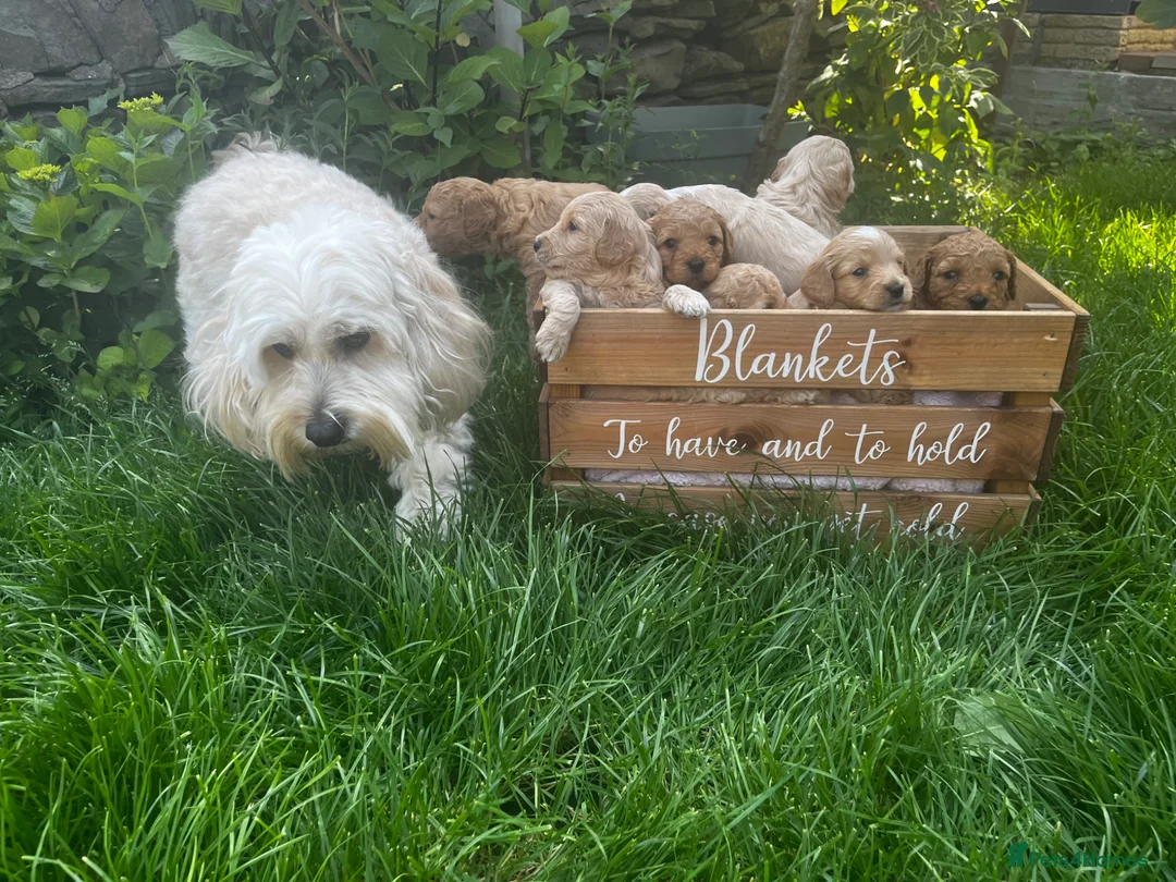 Cockapoo dogs for sale: Miniature f1b Cockapoo puppies DNA health clear🌟  - Advert 19