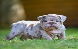 English Bulldog dogs for sale: ***EPIC BULLYZ RARE BULLDOGS*** - Image 5