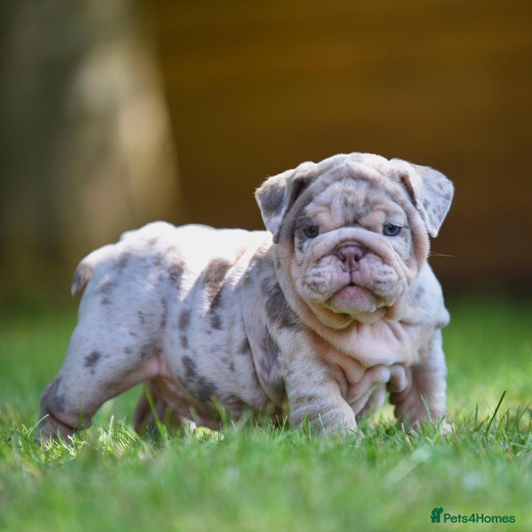 English Bulldog dogs for sale: ***EPIC BULLYZ RARE BULLDOGS*** - Image 5